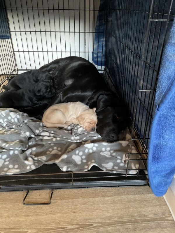 Labrador Retriever KC Puppies For Sale in Doncaster, South Yorkshire