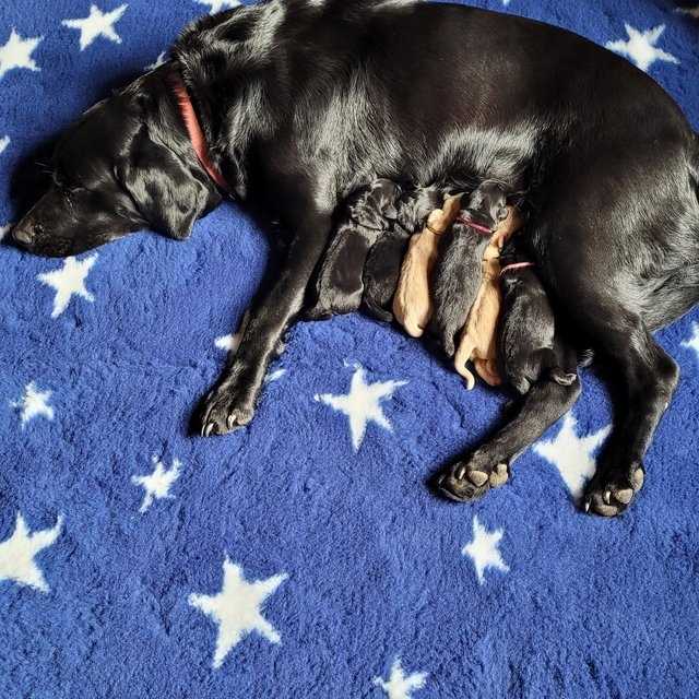 KC Reg Labrador Puppies For Sale in Newcastle upon Tyne, Tyne