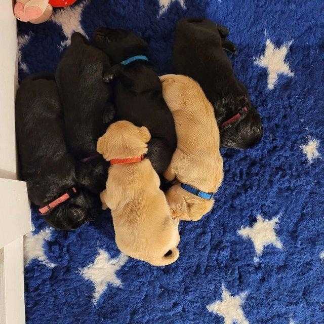 KC Reg Labrador Puppies For Sale in Newcastle upon Tyne, Tyne