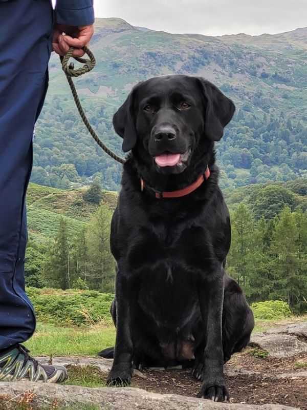 KC Reg Labrador Puppies For Sale in Newcastle upon Tyne, Tyne