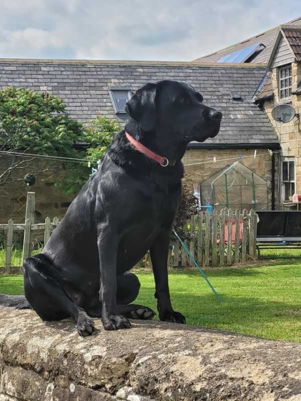KC Reg Labrador Puppies For Sale in Newcastle upon Tyne, Tyne