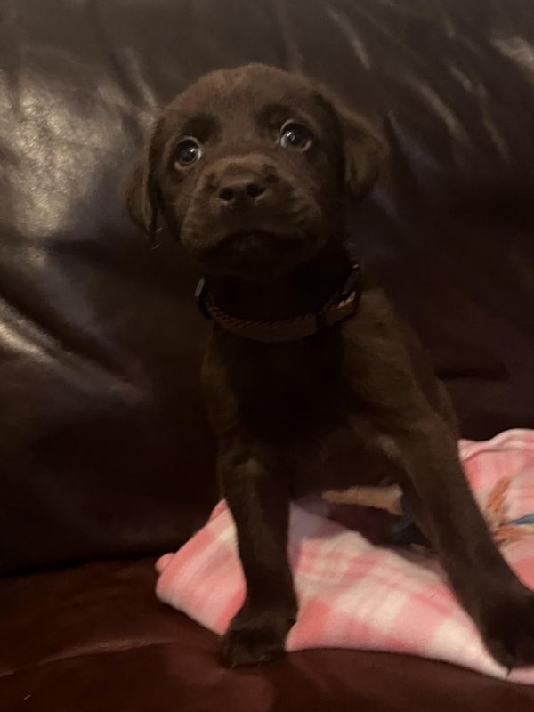 6 Week Old Chocolate Labrador Puppys For Sale in Doncaster, England