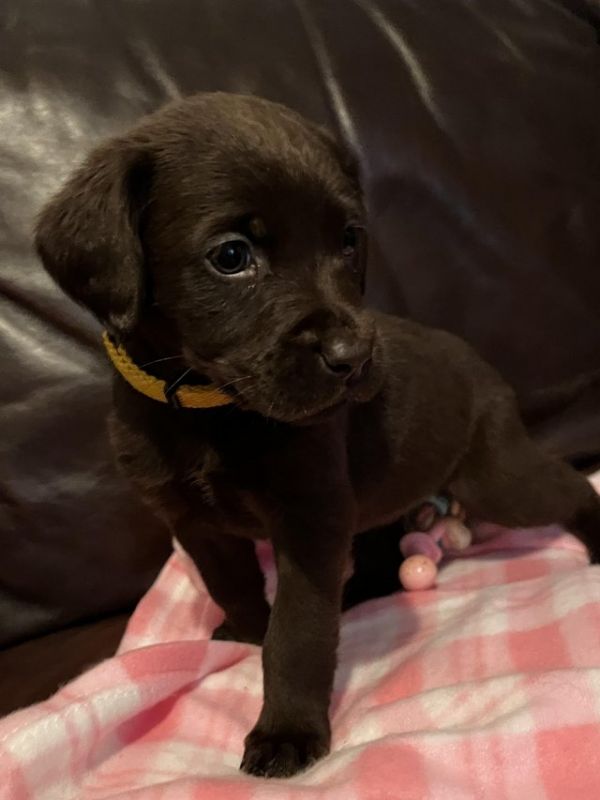 6 Week Old Chocolate Labrador Puppys For Sale in Doncaster, South Yorkshire