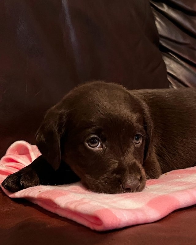 6 Week Old Chocolate Labrador Puppys For Sale in Doncaster, South Yorkshire