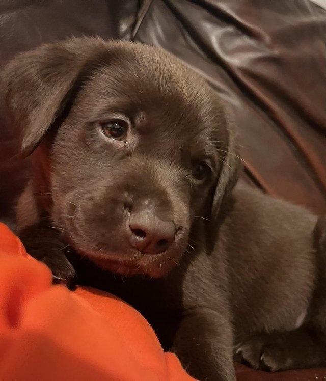 6 Week Old Chocolate Labrador Puppys For Sale in Doncaster, South Yorkshire