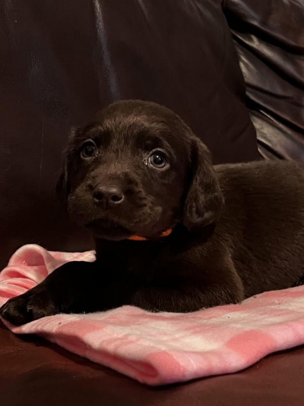 6 Week Old Chocolate Labrador Puppys For Sale in Doncaster, South Yorkshire