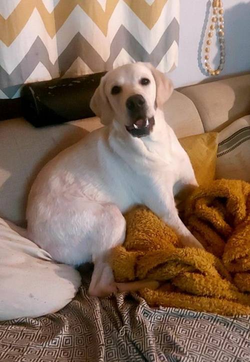 1 year old pure white labrador for sale in Torquay, Devon - Image 1