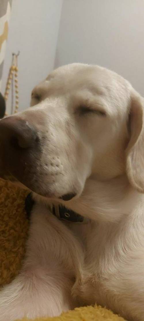 1 year old pure white labrador for sale in Torquay, Devon - Image 2