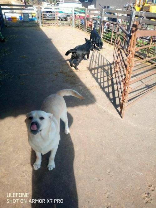 Yellow labrador loves to be fussed for sale in Wisbech, Cambs - Image 2