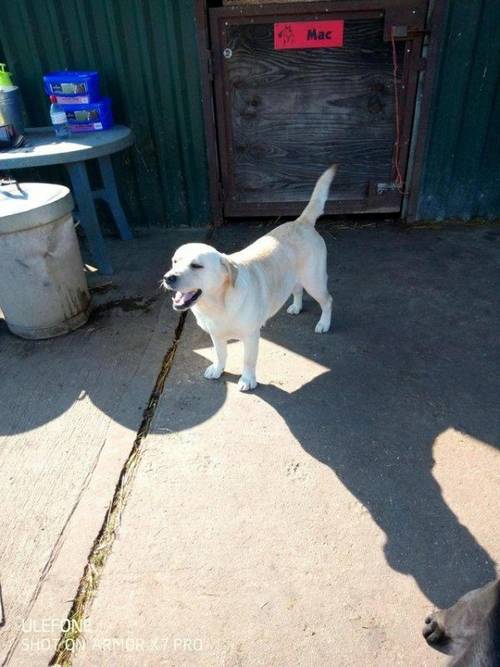 Yellow labrador loves to be fussed for sale in Wisbech, Cambs - Image 4