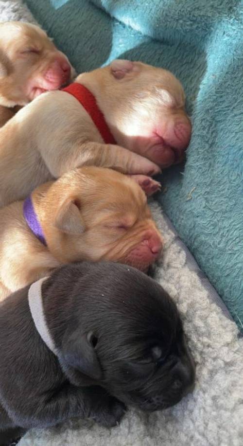 Labrador Puppies, mixed litter for sale in Kingston upon Hull, East Riding of Yorkshire - Image 5