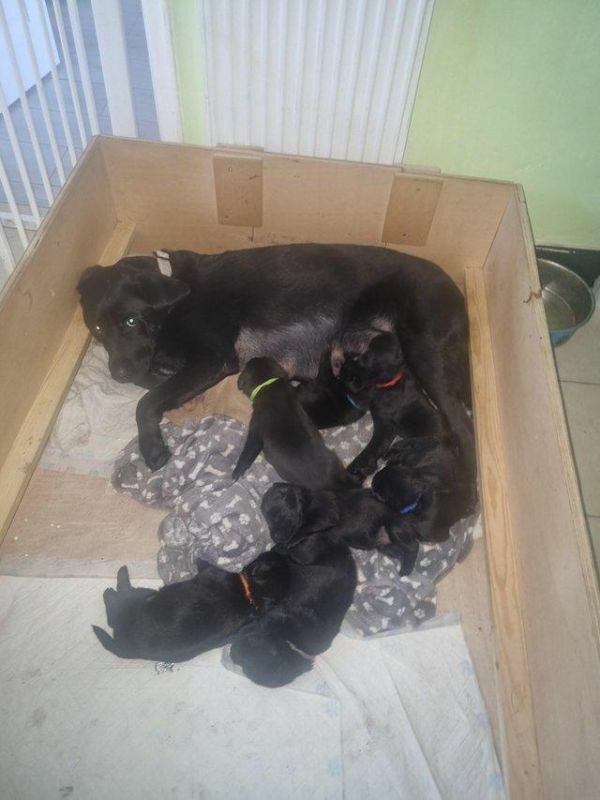 *king Pomadors* Labrador Cross For Sale in Doncaster, South Yorkshire