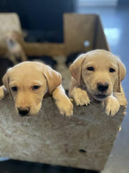 READY NOW Stunning Labrador Retriever Puppies for sale in Chatteris, Cambs - Image 3