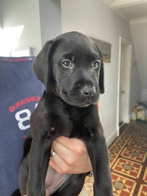 READY NOW Stunning Labrador Retriever Puppies for sale in Chatteris, Cambs - Image 4