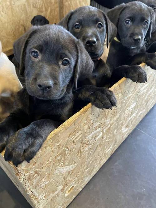 READY NOW Stunning Labrador Retriever Puppies for sale in Chatteris, Cambs - Image 5