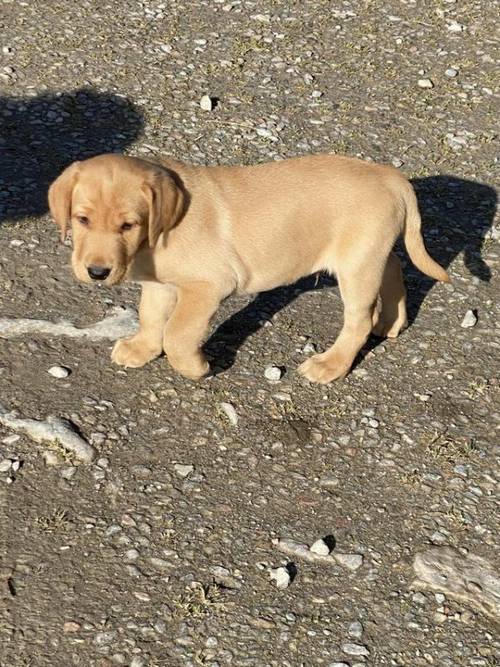 KC Registered Labrador Puppies available for sale in Plymouth, Devon - Image 1
