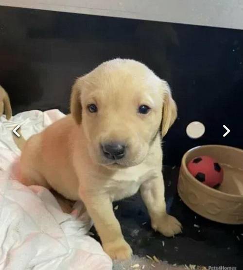 KC Registered Labrador Puppies available for sale in Plymouth, Devon - Image 3