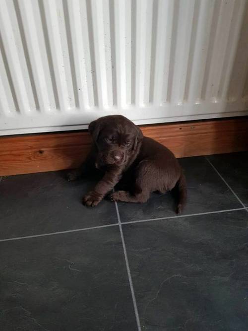 Labrador puppy's for sale £1000 each for sale in Thornaby On Tees, Cleveland - Image 1