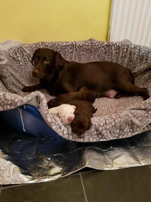 Labrador puppy's for sale £1000 each for sale in Thornaby On Tees, Cleveland - Image 2