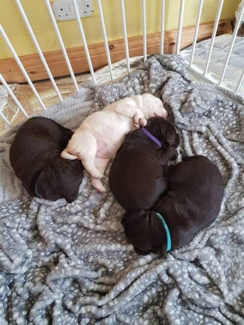 Labrador puppy's for sale £1000 each for sale in Thornaby On Tees, Cleveland - Image 3