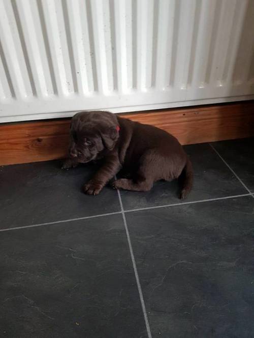 Labrador puppy's for sale £1000 each for sale in Thornaby On Tees, Cleveland - Image 4