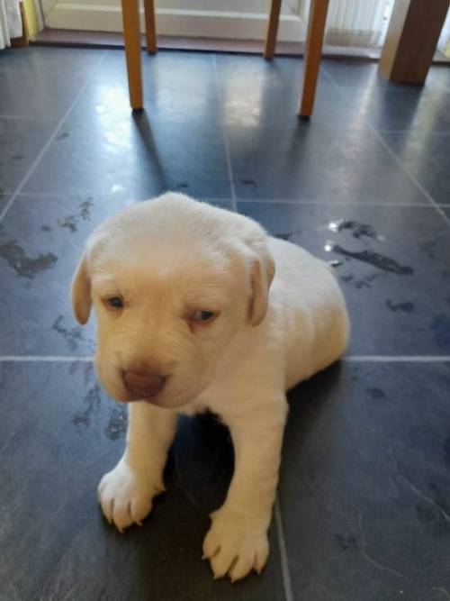 Labrador puppy's for sale £1000 each for sale in Thornaby On Tees, Cleveland - Image 5