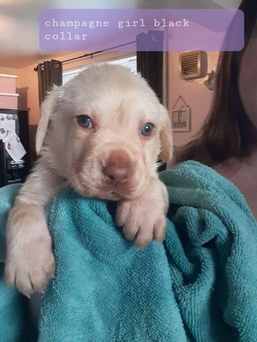 Labrador retreiver pups, beautiful chunky pups for sale in Stoke-on-Trent, Staffordshire - Image 4