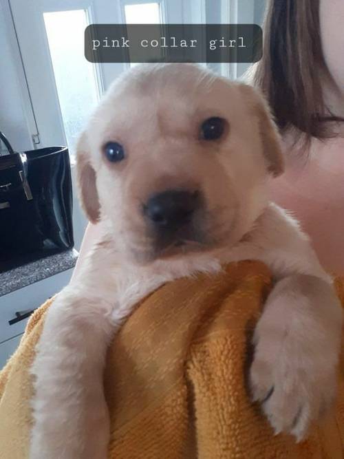 Labrador retreiver pups, beautiful chunky pups for sale in Stoke-on-Trent, Staffordshire - Image 5