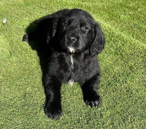 6 stunning springador puppies for sale in Melton Mowbray, Leicestershire - Image 1