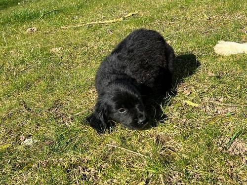 6 stunning springador puppies for sale in Melton Mowbray, Leicestershire - Image 2