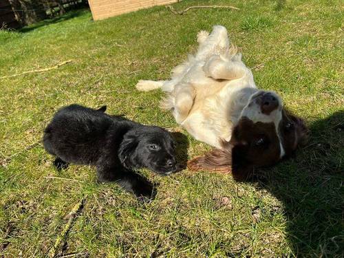 6 stunning springador puppies for sale in Melton Mowbray, Leicestershire - Image 5