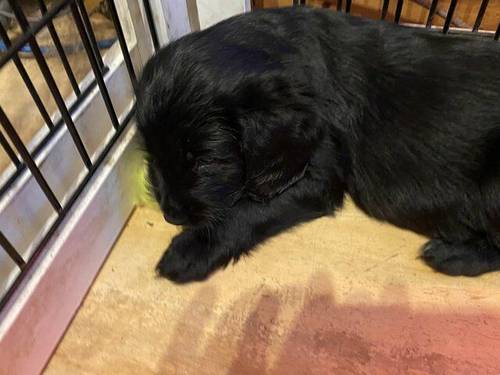 Labrador cross cockapoo puppies for sale in West Malling, Kent - Image 1