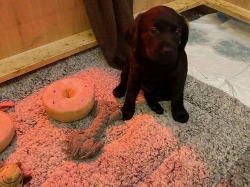 Labrador cross cockapoo puppies for sale in West Malling, Kent - Image 2