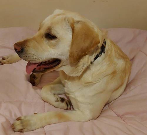 Male Labrador- 9 months old - not neutered for sale in Fenstanton, Huntingdon - Image 1