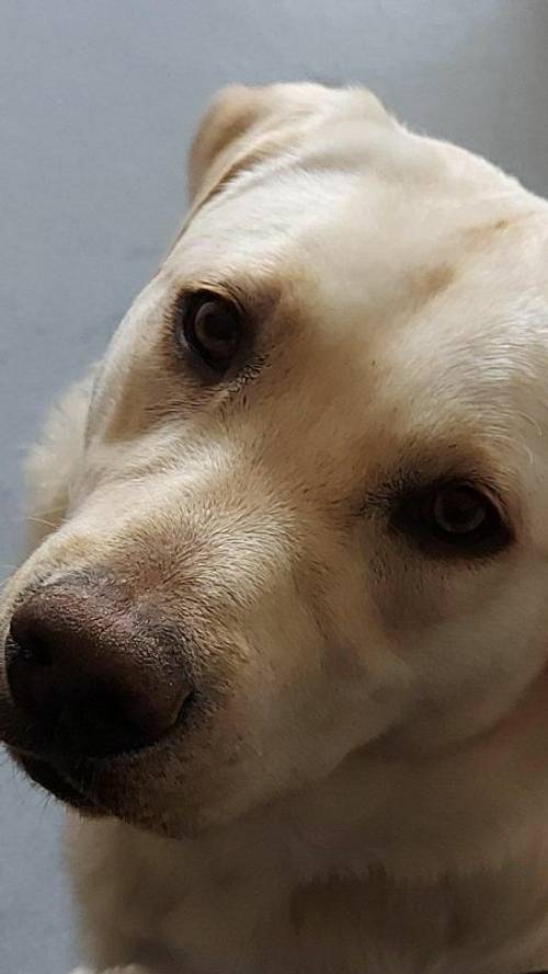 Male Labrador- 9 months old - not neutered for sale in Fenstanton, Huntingdon - Image 2