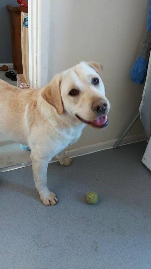 Male Labrador- 9 months old - not neutered for sale in Fenstanton, Huntingdon - Image 3