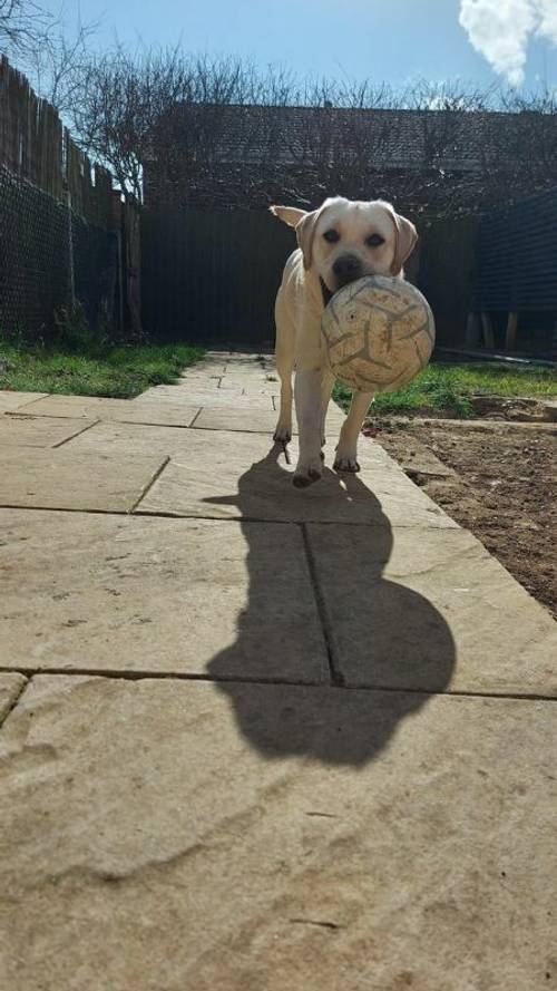 Male Labrador- 9 months old - not neutered for sale in Fenstanton, Huntingdon - Image 4