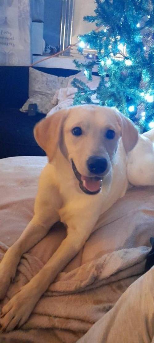 12 month labrador female forsale for sale in Warrington, England - Image 1