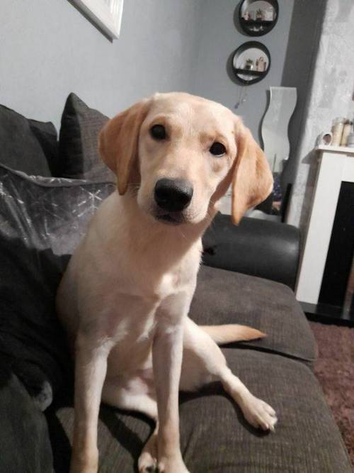 12 month labrador female forsale for sale in Warrington, England - Image 2