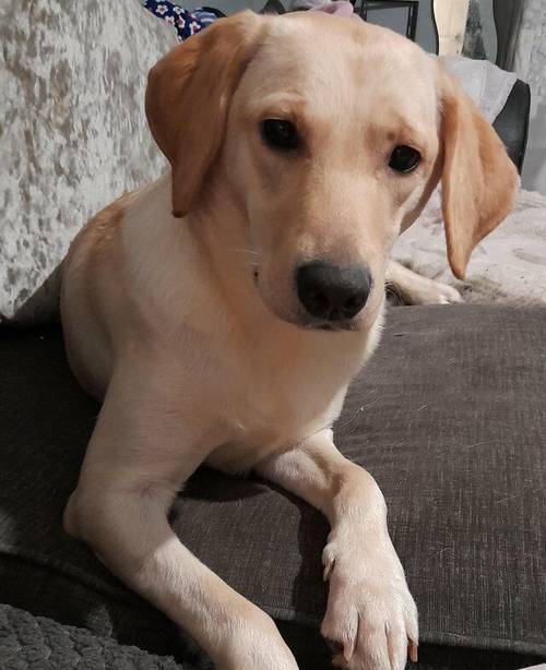 12 month labrador female forsale for sale in Warrington, England - Image 3