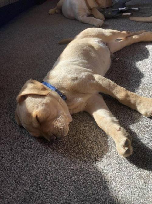 Ready now Labrador puppies 4 available for sale in Craven Arms, Shropshire - Image 3