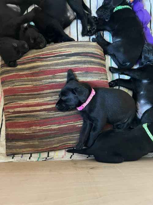 6 week old stunning labrador puppies for sale in Morecambe, Lancs - Image 1