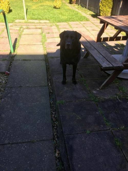 Black Labrador needing forever home for sale in Gorton, Lancashire - Image 1