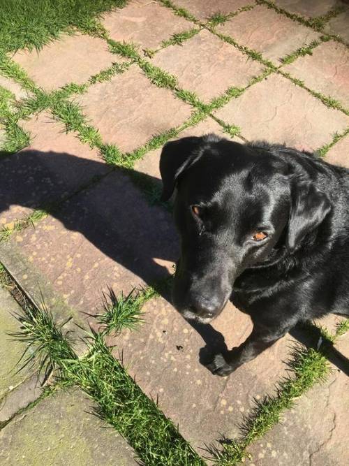 Black Labrador needing forever home for sale in Gorton, Lancashire - Image 2