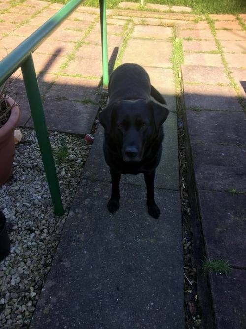 Black Labrador needing forever home for sale in Gorton, Lancashire - Image 4