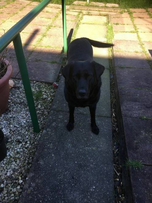 Black Labrador needing forever home for sale in Gorton, Lancashire - Image 5