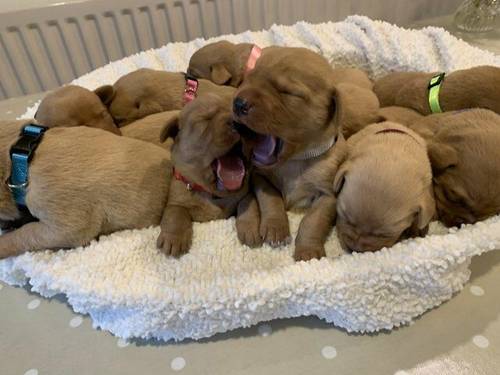 KC registered Pedigree Labrador Pups for sale in Caersws, Powys - Image 2