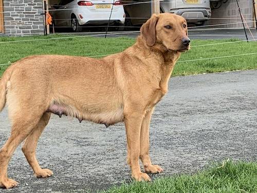 KC registered Pedigree Labrador Pups for sale in Caersws, Powys - Image 4