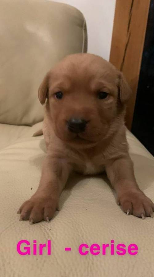 KC registered Pedigree Labrador Pups for sale in Caersws, Powys - Image 5