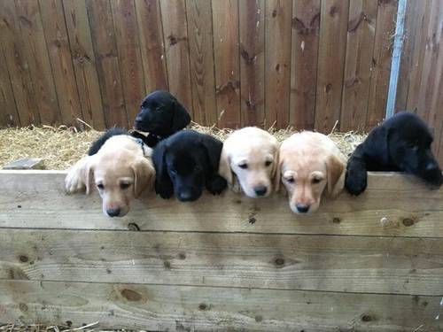 Black and Yellow Labrador Puppies for sale in Lauder, Berwickshire - Image 1